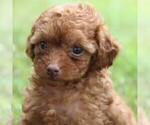 Small Photo #4 Poodle (Toy) Puppy For Sale in LADYSMITH, WI, USA