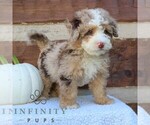 Small #1 Bernedoodle (Miniature)