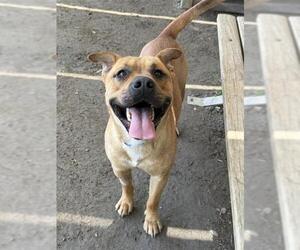 CHOPPA - Male Mutt Dog for Adoption - Photo #2