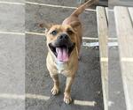 Small #1 Mutt