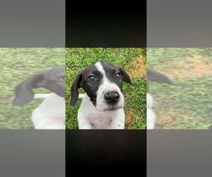 Dolly (GA) - Female Basset Hound-Unknown Mix Dog for Adoption - Photo #5