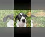 Small Photo #5 Basset Hound-Unknown Mix Puppy For Sale in New York, NY, USA