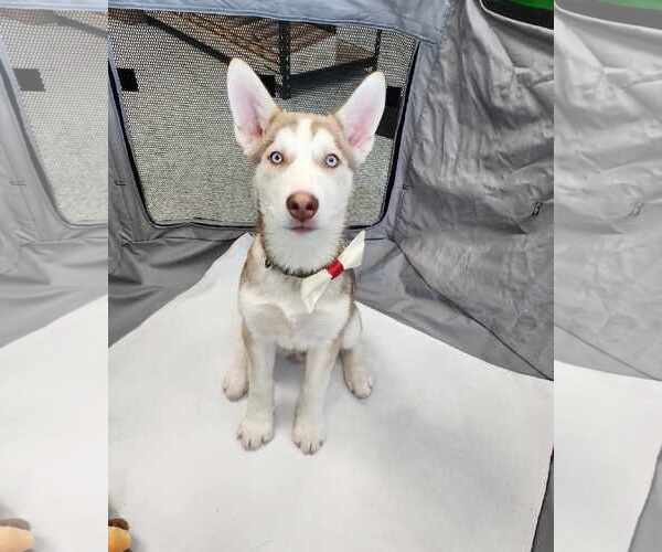 Medium Photo #10 Siberian Husky Puppy For Sale in Gretna, NE, USA