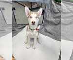 Small #9 Siberian Husky
