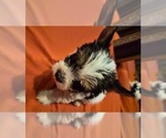 Puppy Puppy 3 Biewer Yorkie