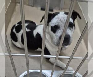 Mutt Dogs for adoption in Decatur, IL, USA
