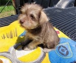 Small Photo #5 Schnauzer (Miniature) Puppy For Sale in BRYANT, AL, USA