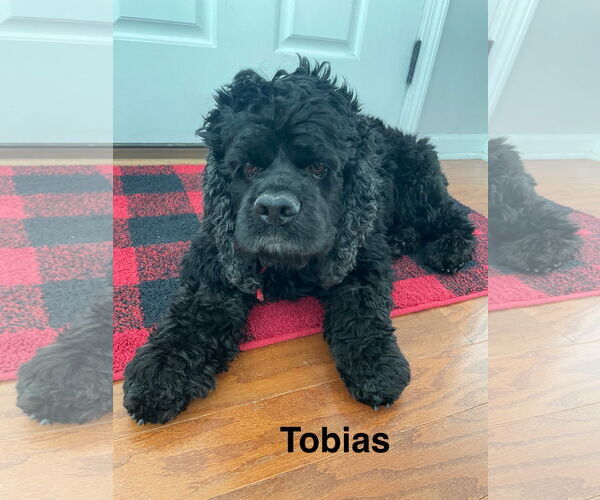 Medium Photo #1 Cocker Spaniel Puppy For Sale in Topeka, KS, USA