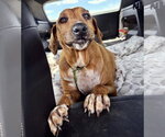 Quinn - Female Beagle-Unknown Mix Dog for Adoption - Small photo