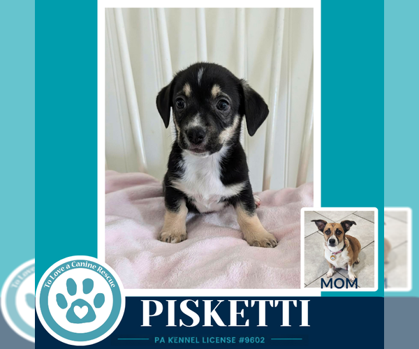 Medium Photo #3 Beagle-Unknown Mix Puppy For Sale in Kimberton, PA, USA