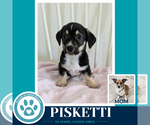 Small #2 Beagle Mix