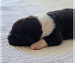 Small #3 Akita