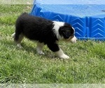 Small Photo #12 Australian Shepherd Puppy For Sale in SHALLOTTE, NC, USA