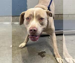 Mutt Dogs for adoption in Camarillo, CA, USA
