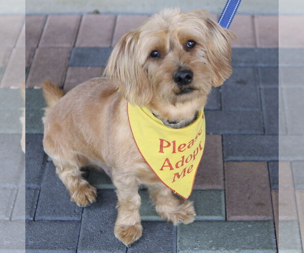 Medium Photo #4 Doxiepoo (Miniature) Puppy For Sale in Mission Viejo, CA, USA