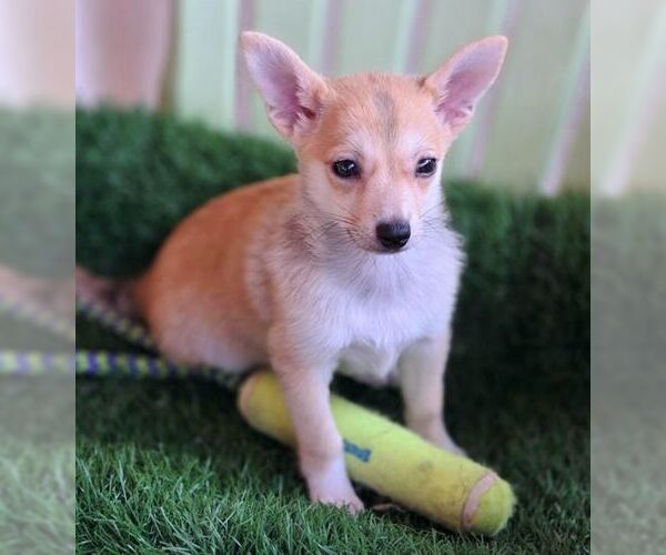 Medium Photo #8 Chiranian Puppy For Sale in Tustin, CA, USA