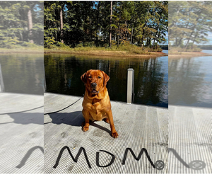 Mother of the Labrador Retriever puppies born on 09/18/2026