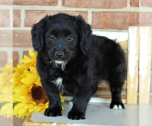 Pembroke Welsh Corgi-Poodle (Toy) Mix Puppy for sale in EPHRATA, PA, USA