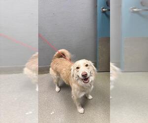 Border Collie-Unknown Mix Dogs for adoption in Las Vegas, NV, USA