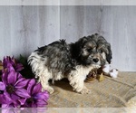 Small Photo #3 Zuchon Puppy For Sale in DRESDEN, OH, USA