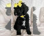 Small Photo #3 Sheepadoodle Puppy For Sale in FONTANA, CA, USA