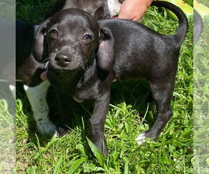 Beagle-Unknown Mix Dogs for adoption in Canton, CT, USA