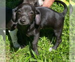 Small Beagle Mix