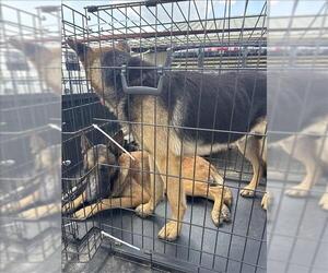 German Shepherd Dog Dogs for adoption in Conroe, TX, USA