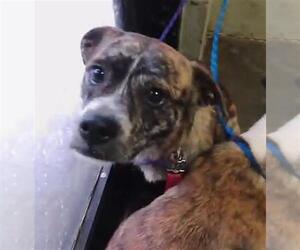 American Pit Bull Terrier-Unknown Mix Dogs for adoption in Tulsa, OK, USA