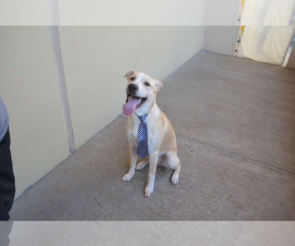 Medium Photo #1 Labrador Retriever-Unknown Mix Puppy For Sale in McKinney, TX, USA