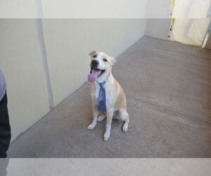 Labrador Retriever-Unknown Mix Dogs for adoption in McKinney, TX, USA