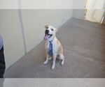 Small Labrador Retriever Mix