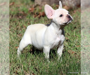 French Bulldog Puppy for Sale in WINNSBORO, Texas USA