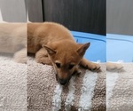 Small Photo #3 Shiba Inu Puppy For Sale in CAMDENTON, MO, USA