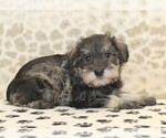 Small #2 Schnauzer (Miniature)