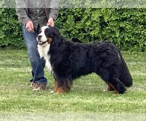 Father of the Bernese Mountain Dog puppies born on 09/09/2023