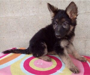 German Shepherd Dog Puppy for sale in LOGAN, OH, USA