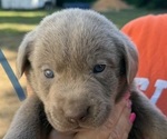 Puppy 2 Labrador Retriever