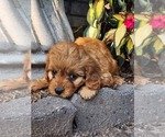 Puppy Sierra Cavapoo