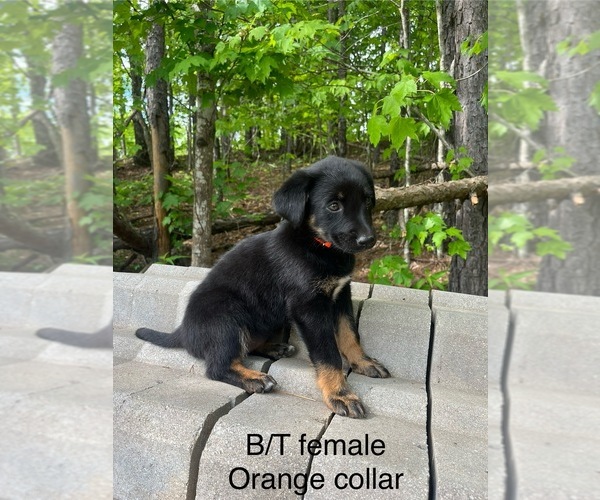 Medium Photo #1 German Shepherd Dog Puppy For Sale in WEST LIBERTY, KY, USA