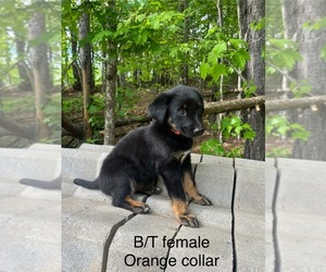 German Shepherd Dog Puppy for sale in WEST LIBERTY, KY, USA