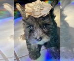 Small Photo #10 Yorkshire Terrier Puppy For Sale in MIAMI, FL, USA