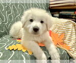 Small #6 Great Pyrenees