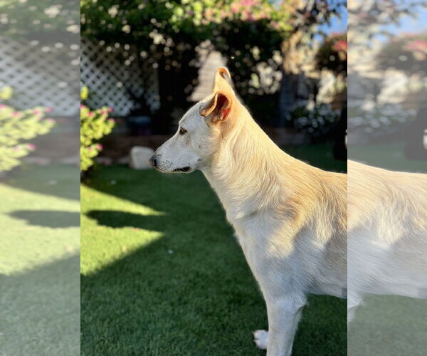 Medium Photo #4 Huskies -Unknown Mix Puppy For Sale in La Verne, CA, USA