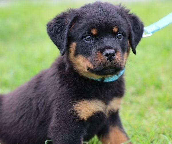 Medium Photo #3 Rottweiler Puppy For Sale in VICTORVILLE, CA, USA