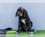 Small #2 Great Dane