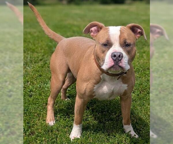 Medium Photo #1 American Bulldog-Unknown Mix Puppy For Sale in Akron, OH, USA