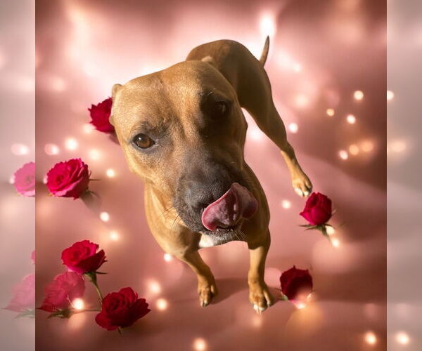 Medium Photo #2 American Staffordshire Terrier-Boxer Mix Puppy For Sale in Lexington, SC, USA