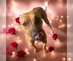 Small #1 American Staffordshire Terrier-Boxer Mix