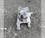 Small Photo #24 French Bulldog Puppy For Sale in GIG HARBOR, WA, USA